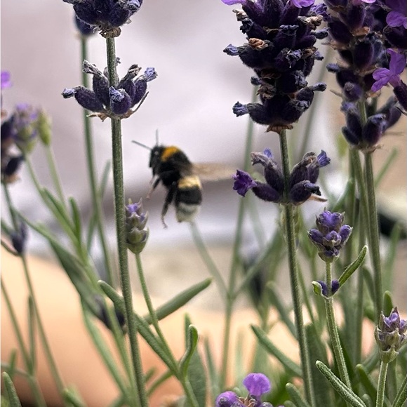 Meet your Posher, Mia - Picture 1 of 1